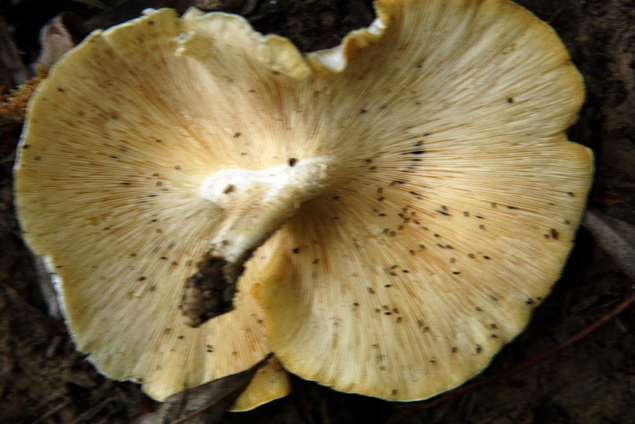 Шпальный гриб Пилолистник чешуйчатый