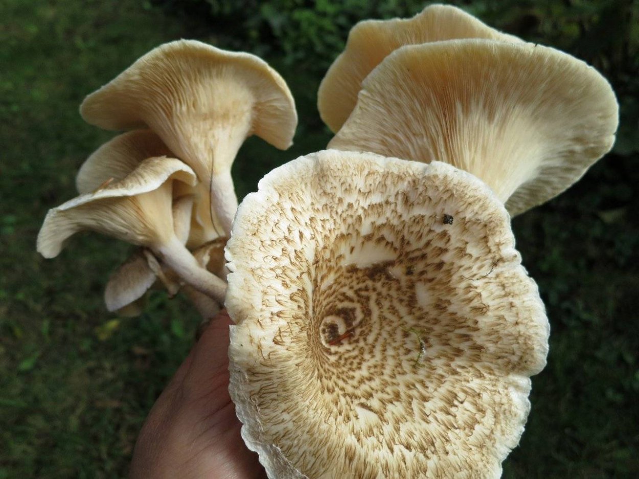 Пилолистник бокаловидный Lentinus cyathiformis
