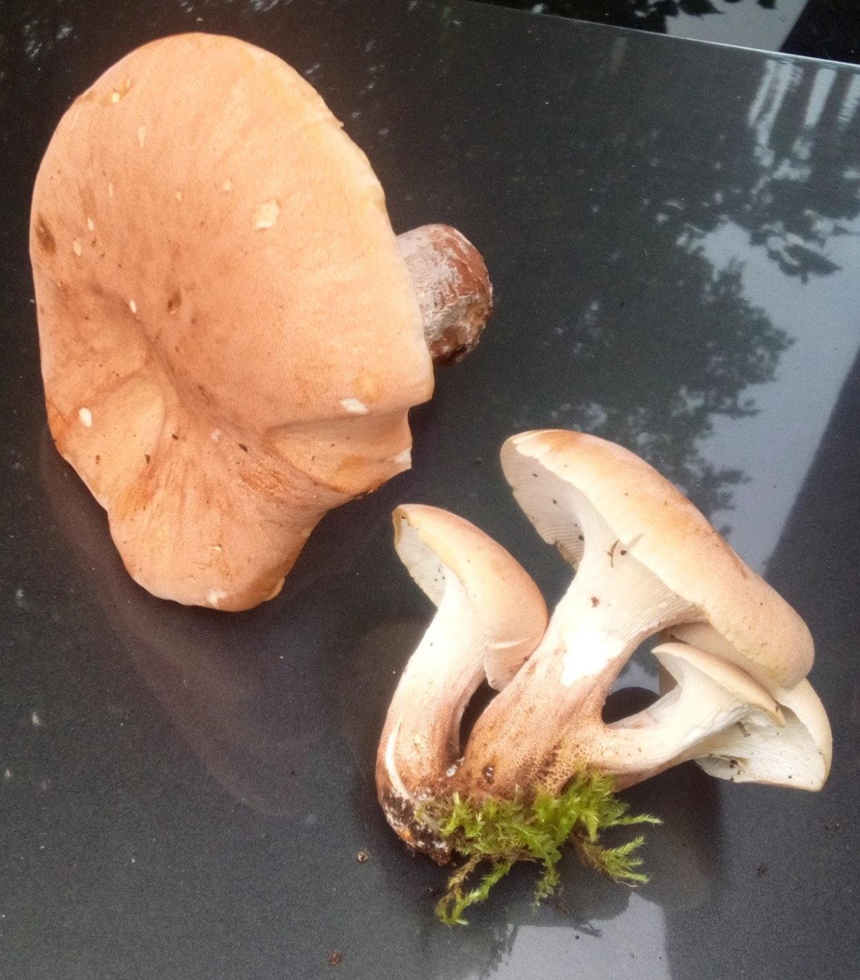 Пилолистник тигровый