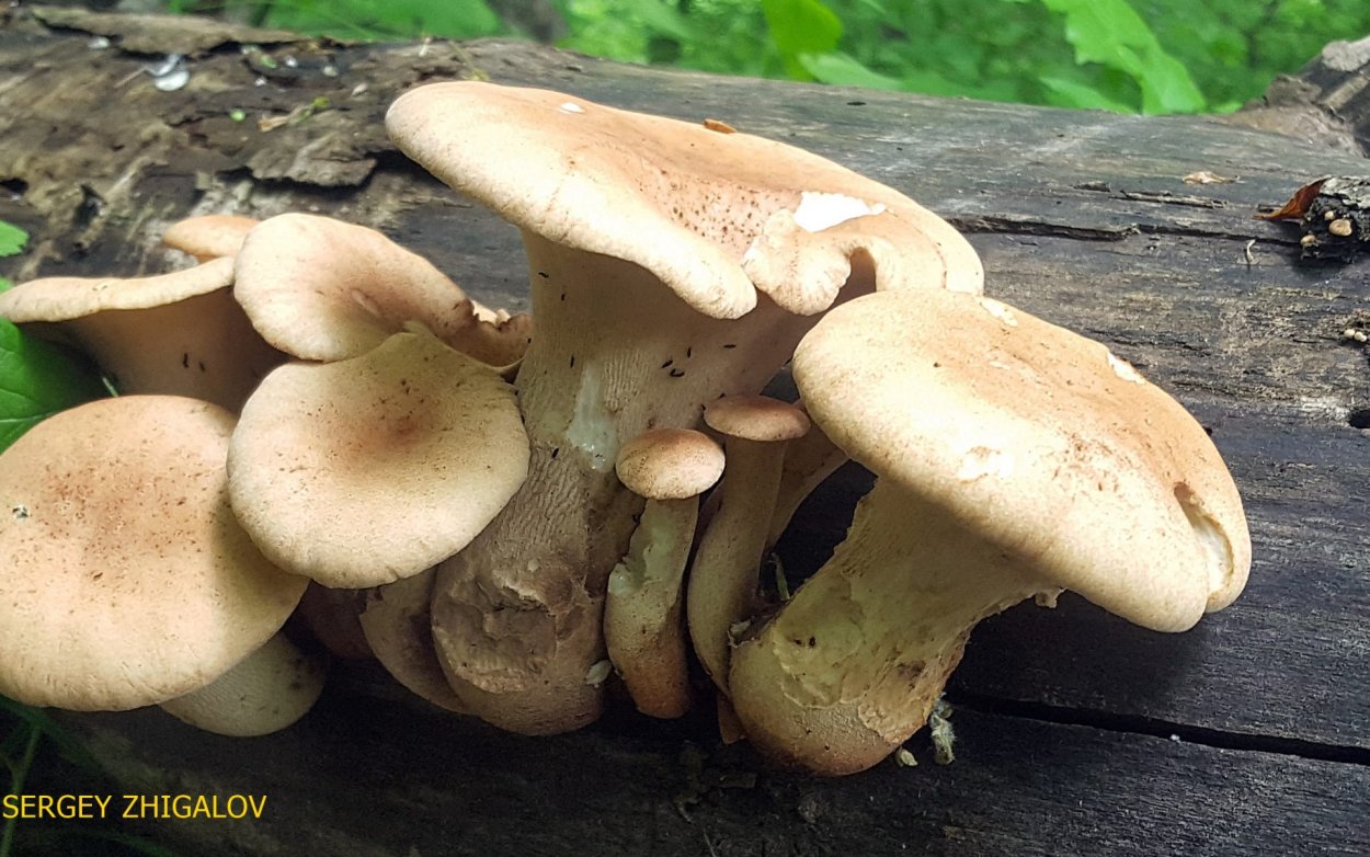 Пилолистник бокаловидный