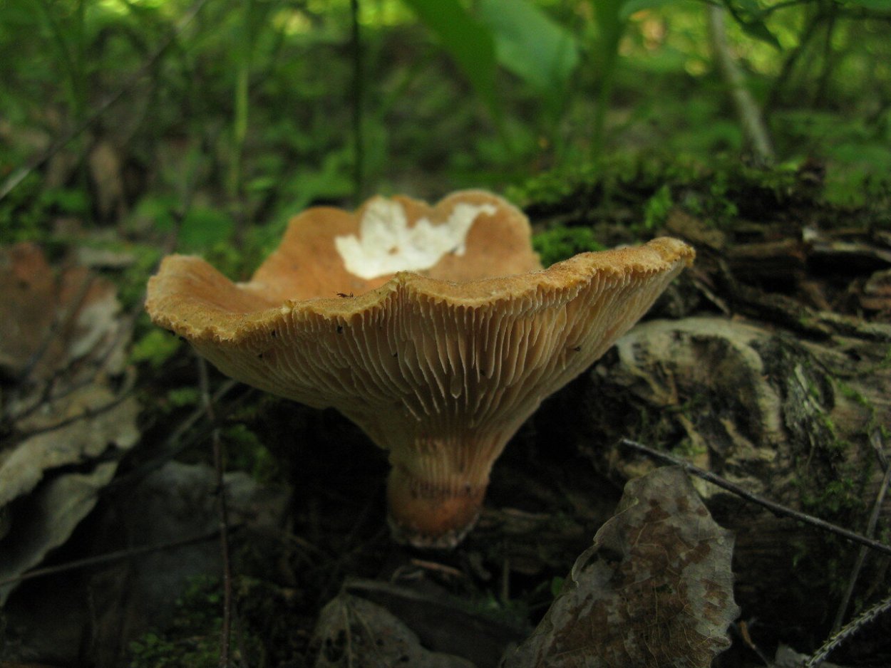 Пилолистник тигровый