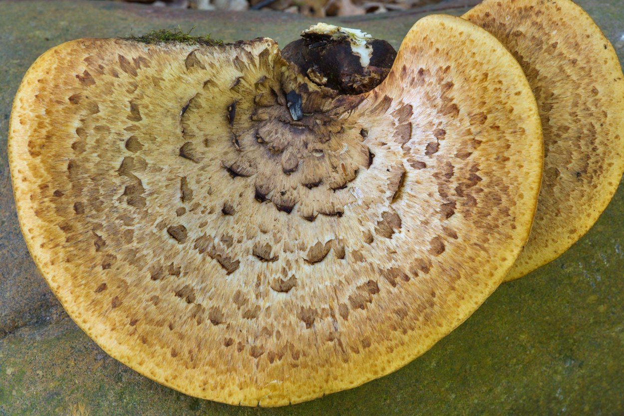 Lentinus cyathiformis