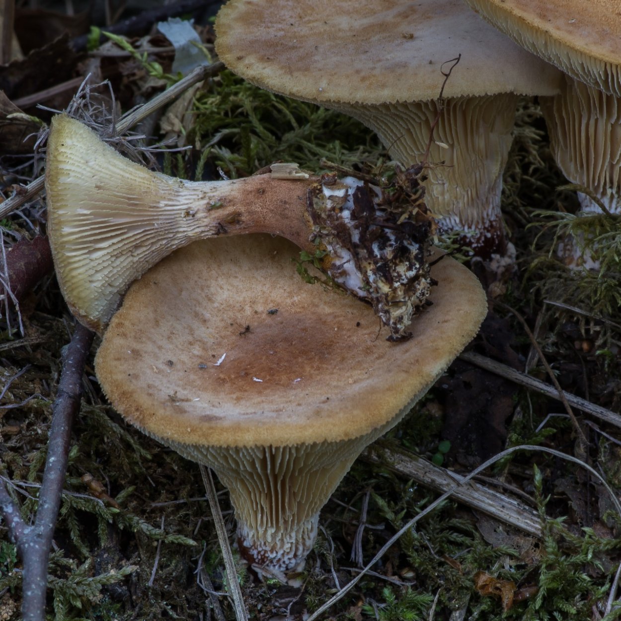 Гриб Пилолистник бокаловидный