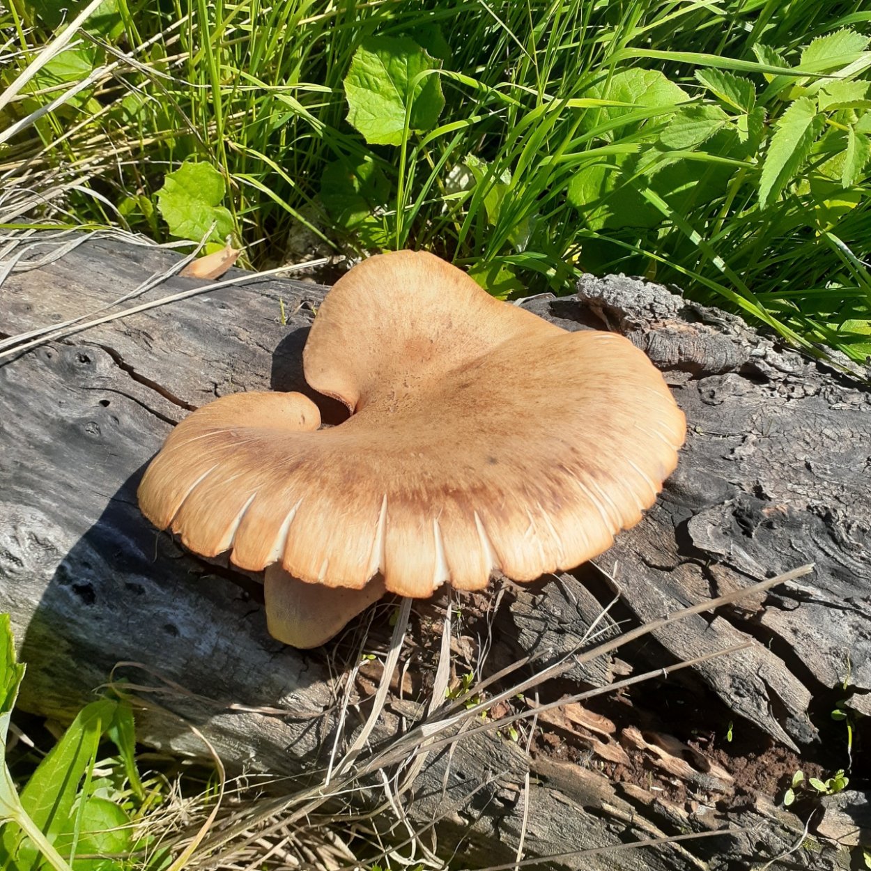 Пилолистник воронковидные