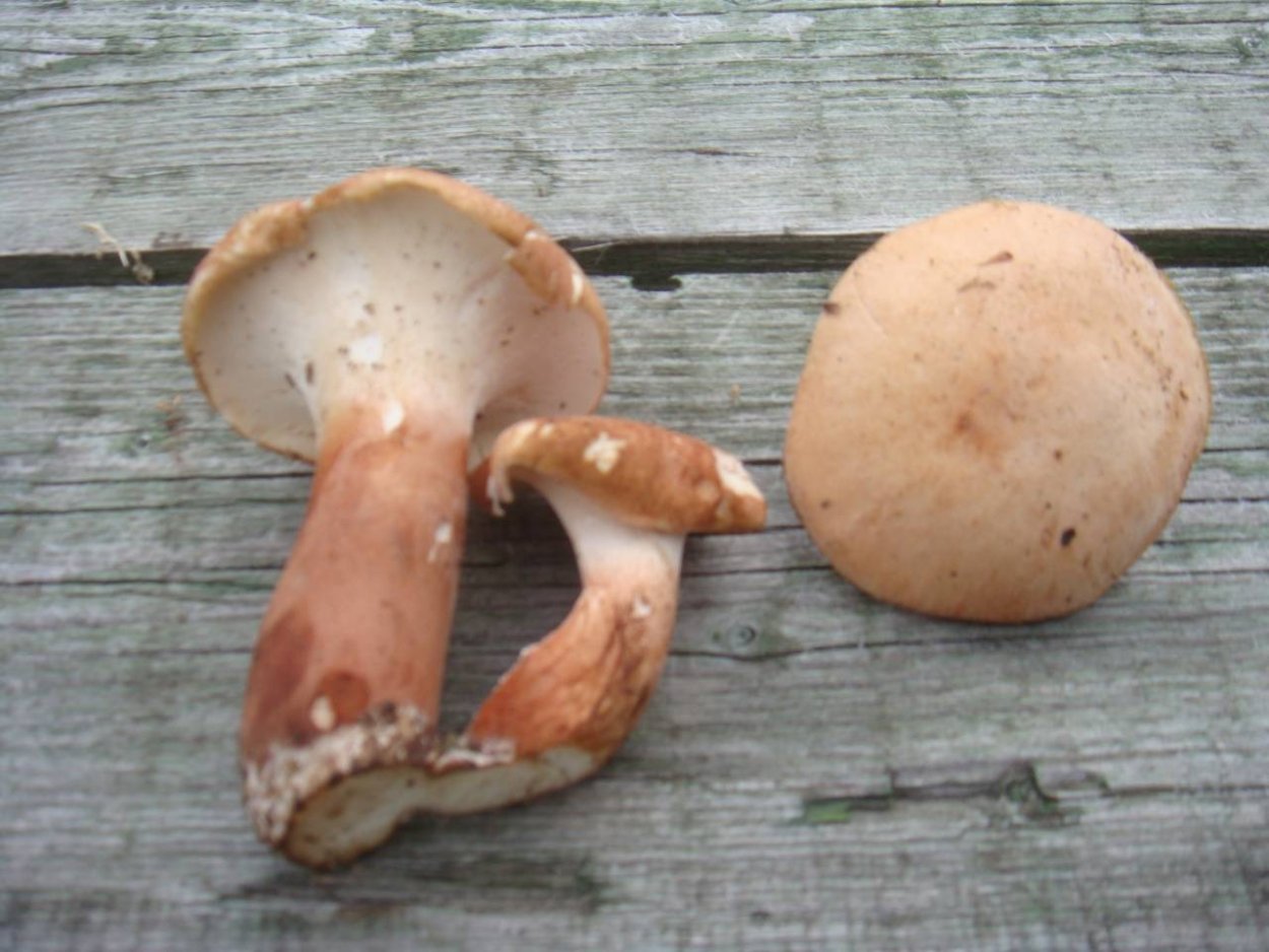 Пилолистник бокаловидный Lentinus cyathiformis