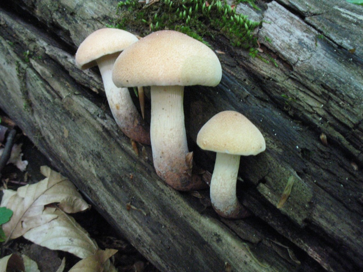 Гриб Пилолистник бокальчатый