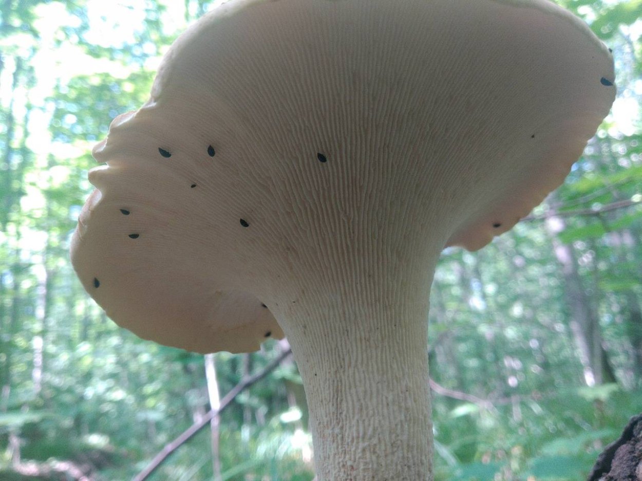 Пилолистник гриб