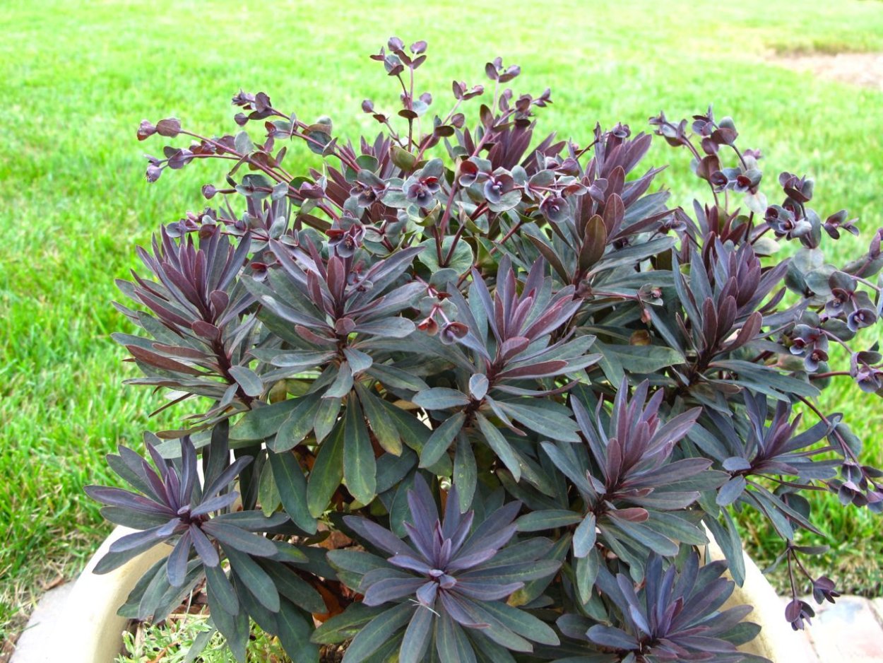 Молочай миндальный purpurea