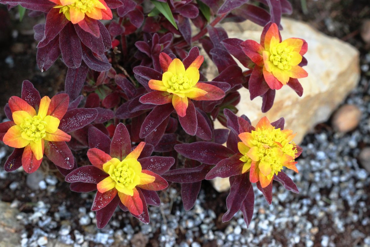 Молочай Bonfire (Бонфайр)