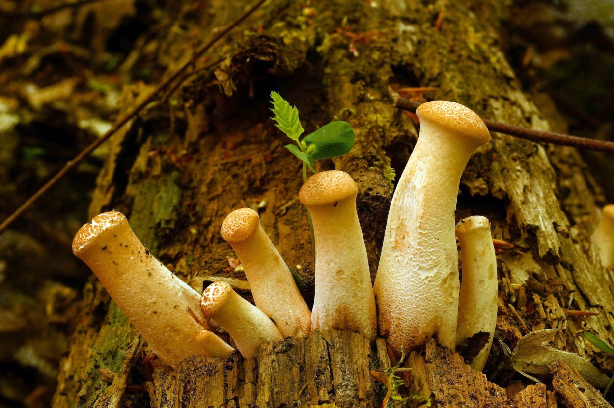 Neolentinus cyathiformis