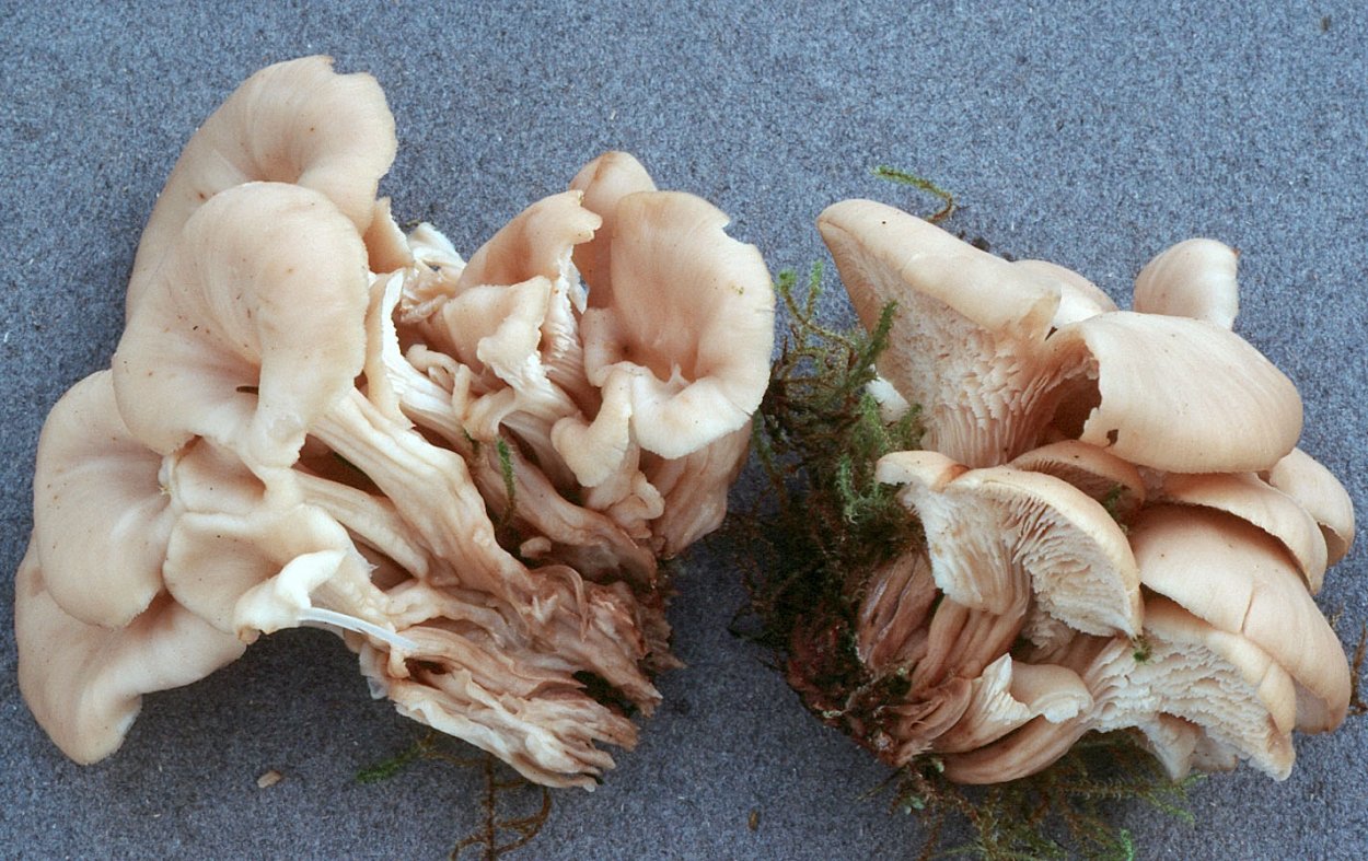 Пилолистник Медвежий