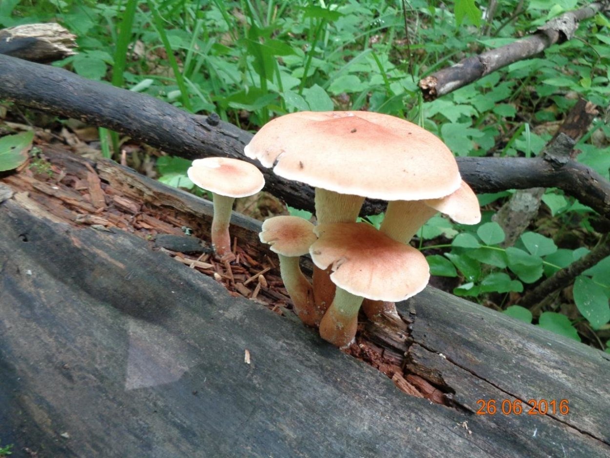 Гриб белолистник