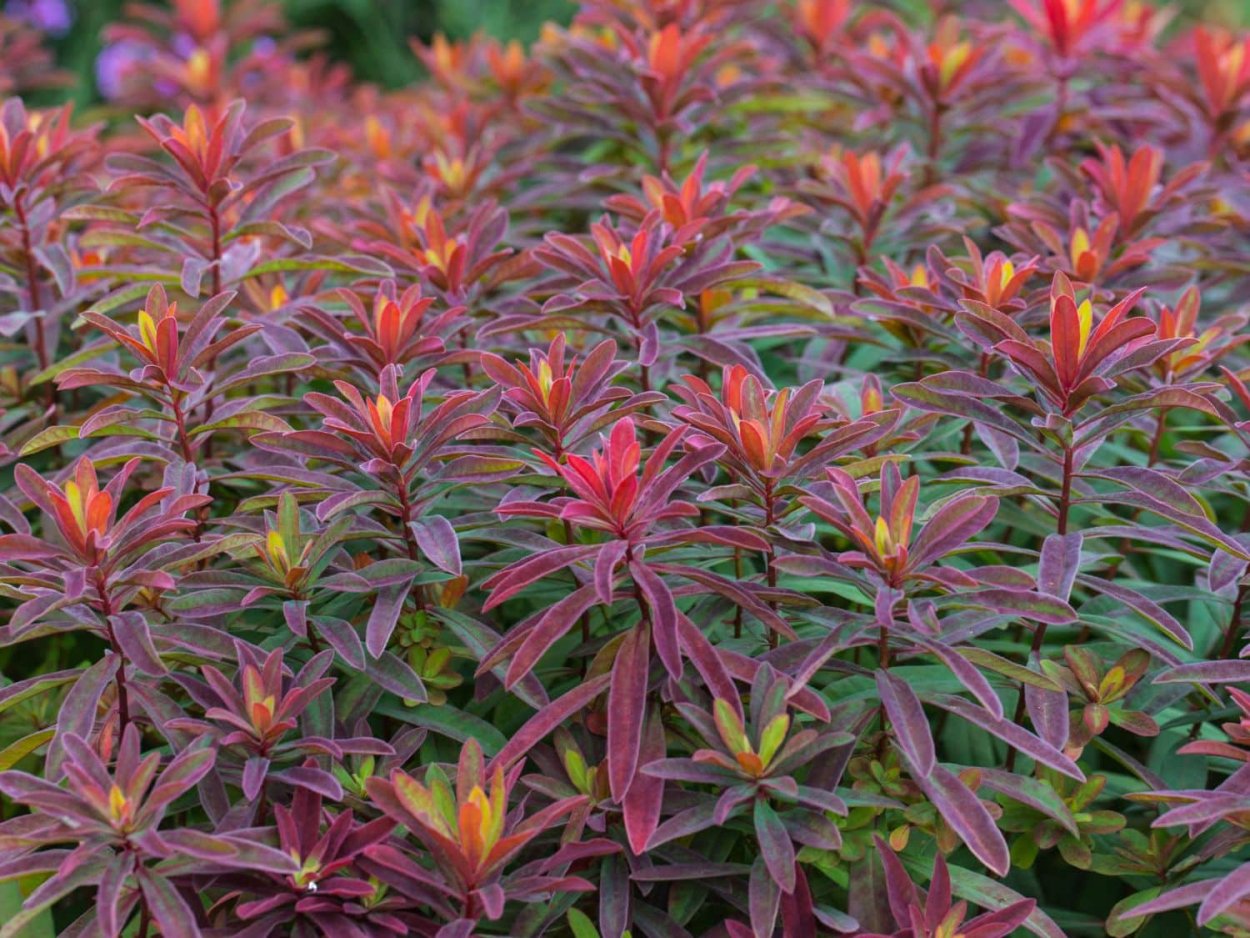 Молочай Bonfire (Бонфайр)