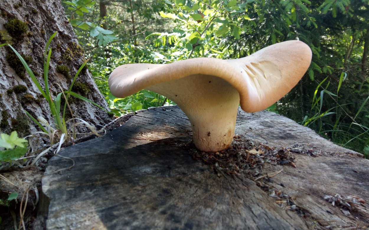 Пилолистник бокаловидный