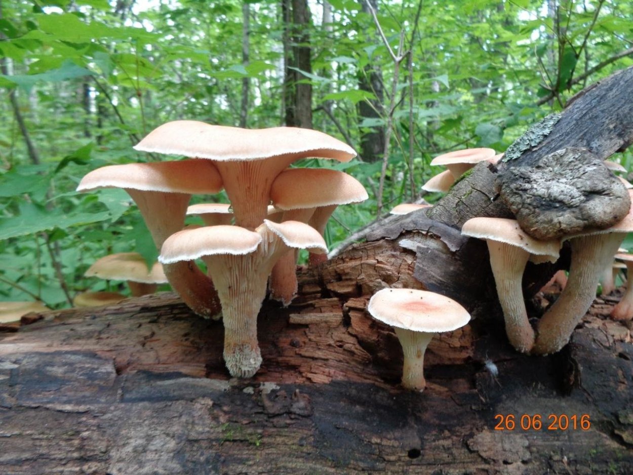 Lentinellus castoreus