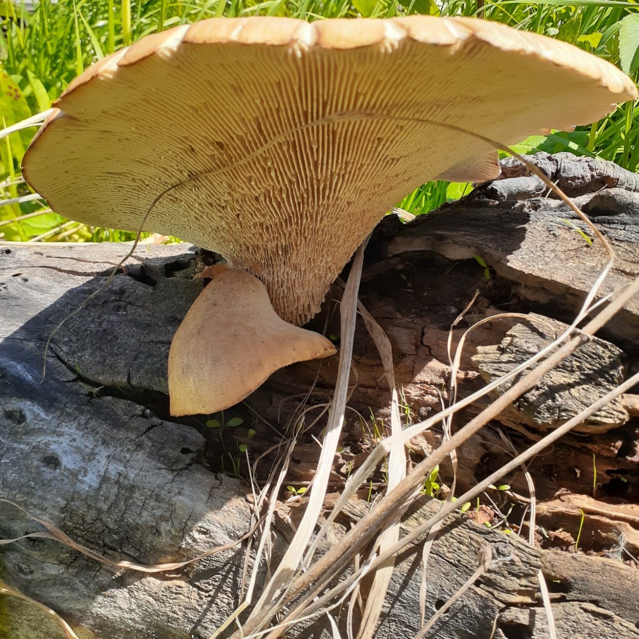 Пилолистник Волчий гриб