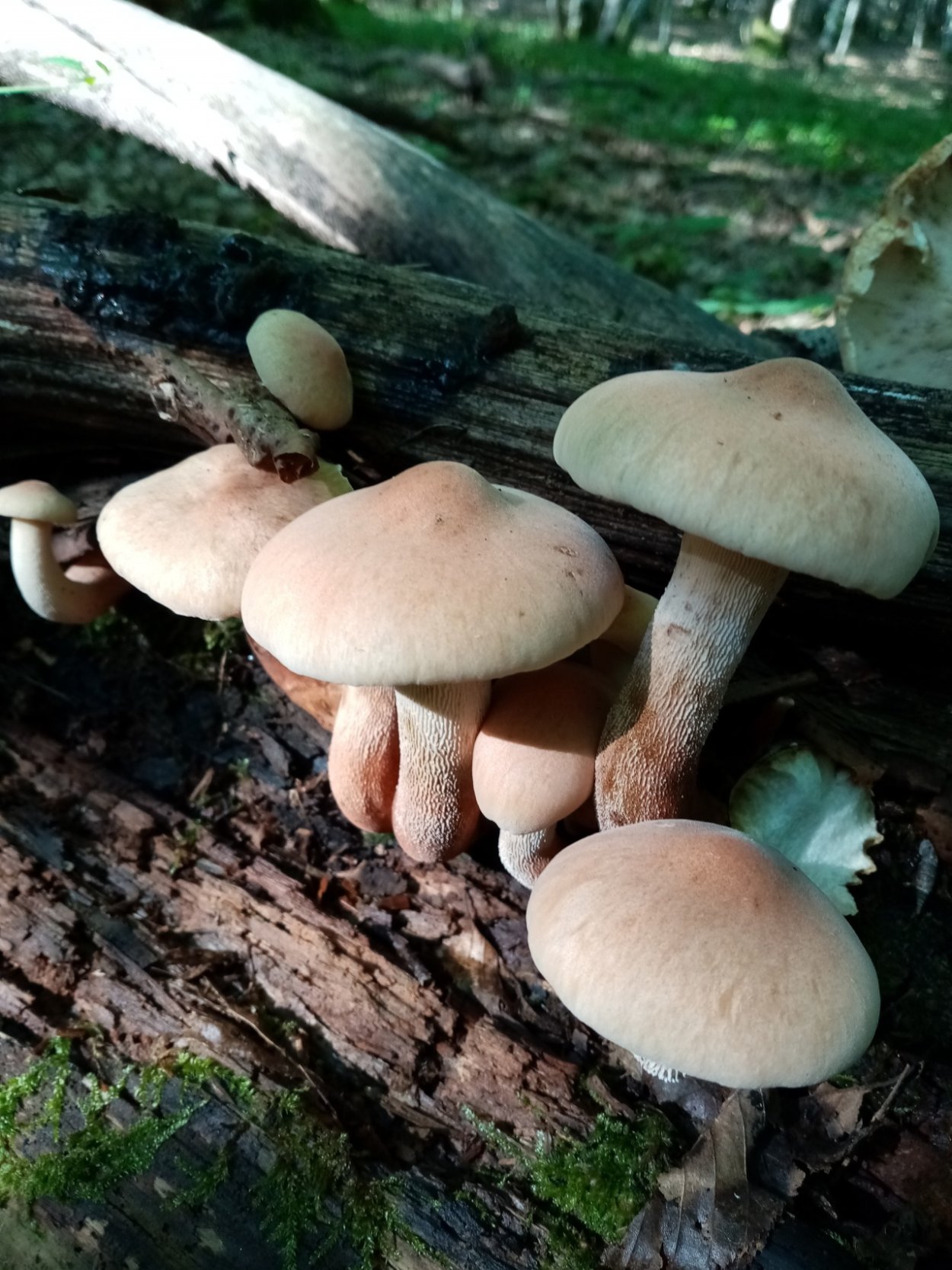 Панус уховидный гриб