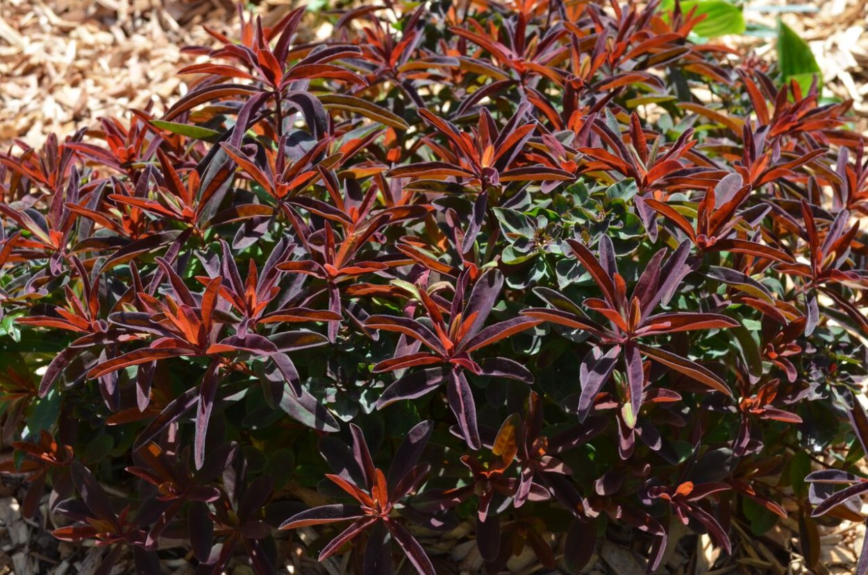 Молочай Bonfire (Бонфайр)