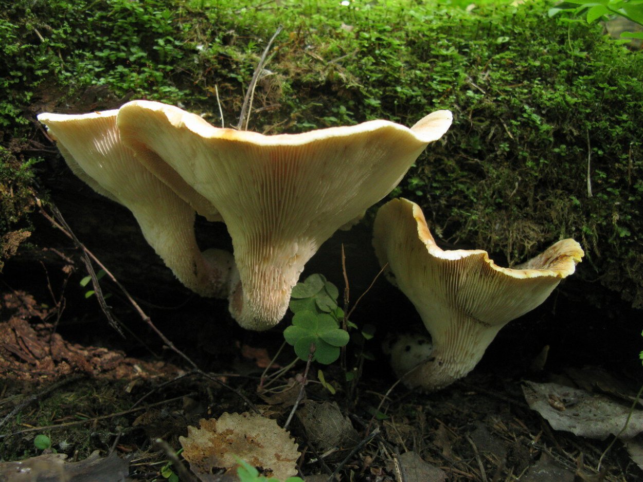 Пилолистник бокаловидный