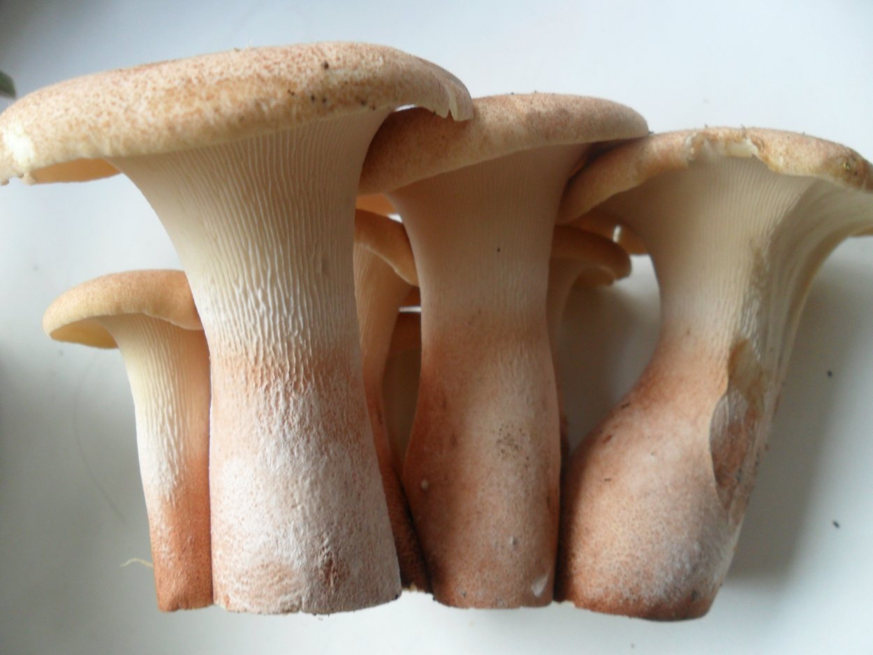 Пилолистник бокаловидный