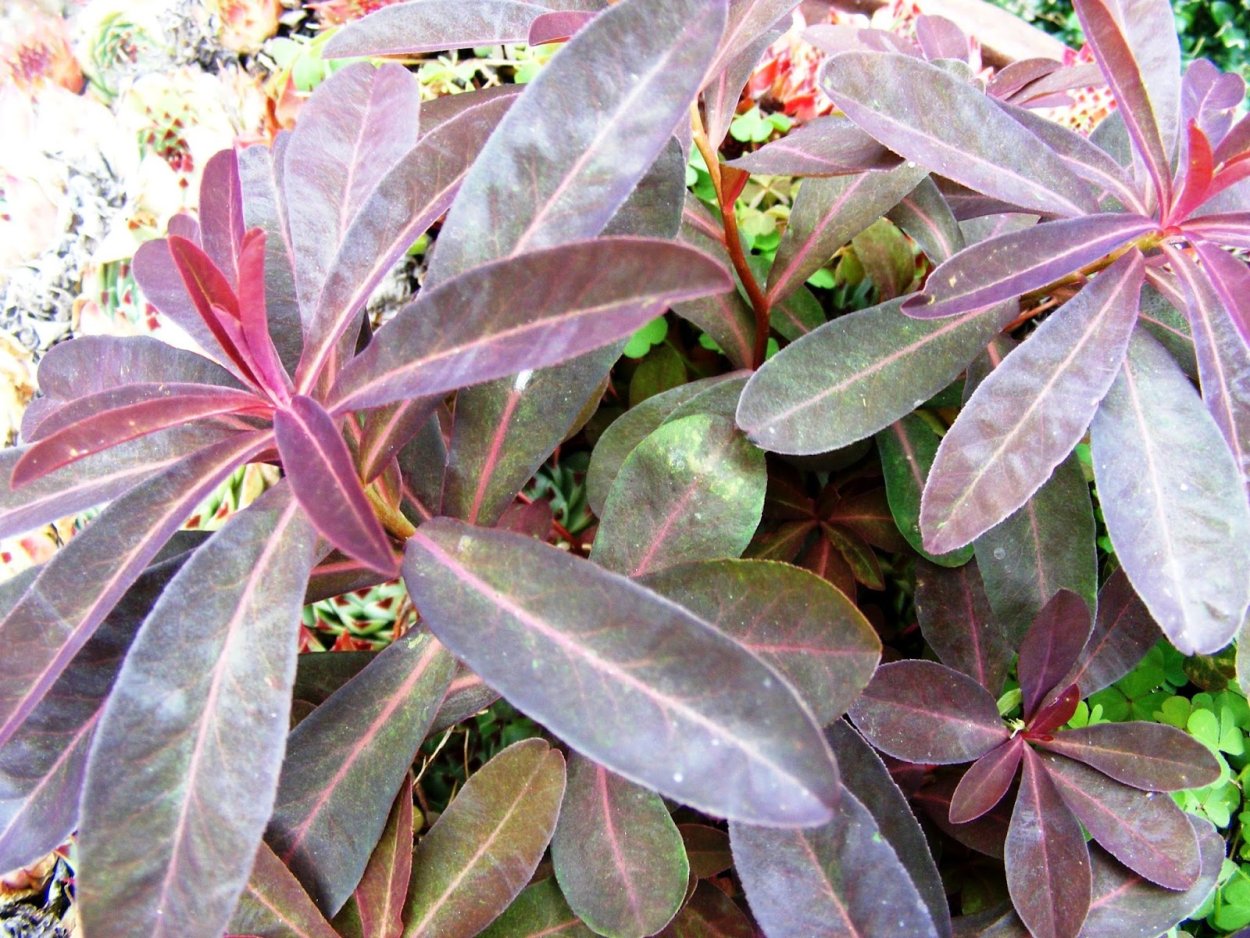 Молочай многоцветковый Бонфайер