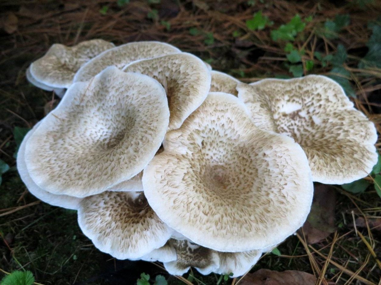 Пилолистник тигровый Lentinus tigrinus