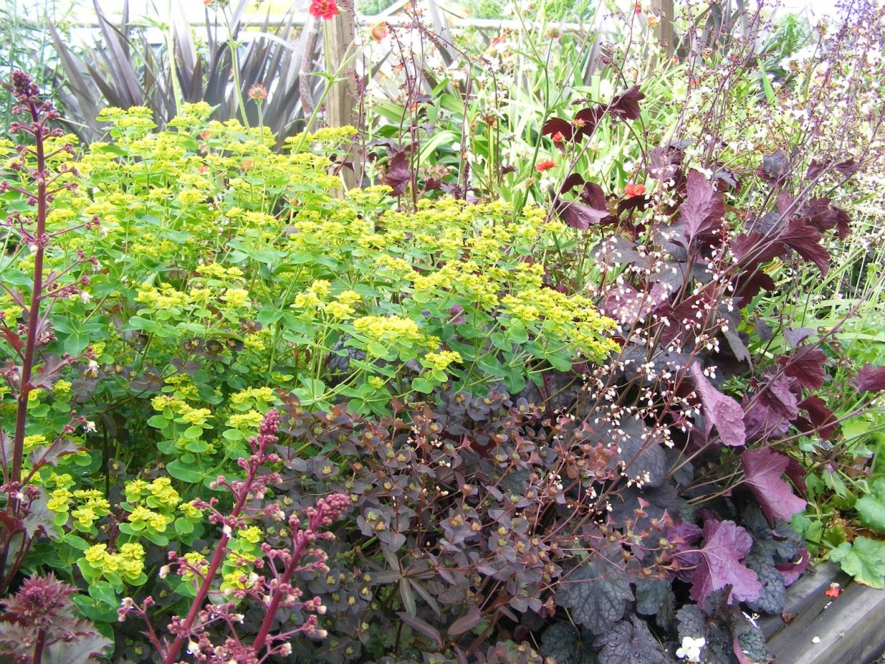 Молочай многоцветковый Senior