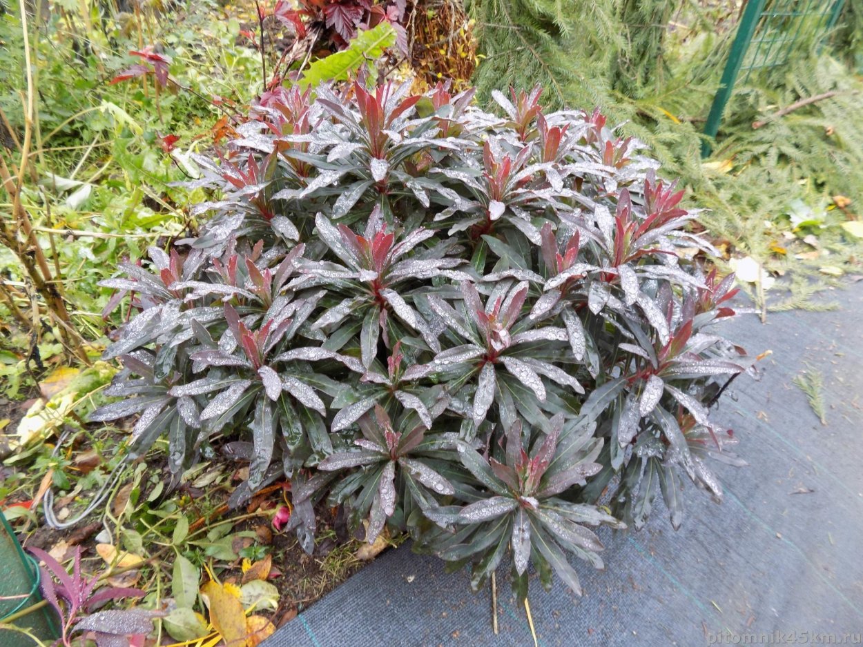 Молочай миндальный purpurea