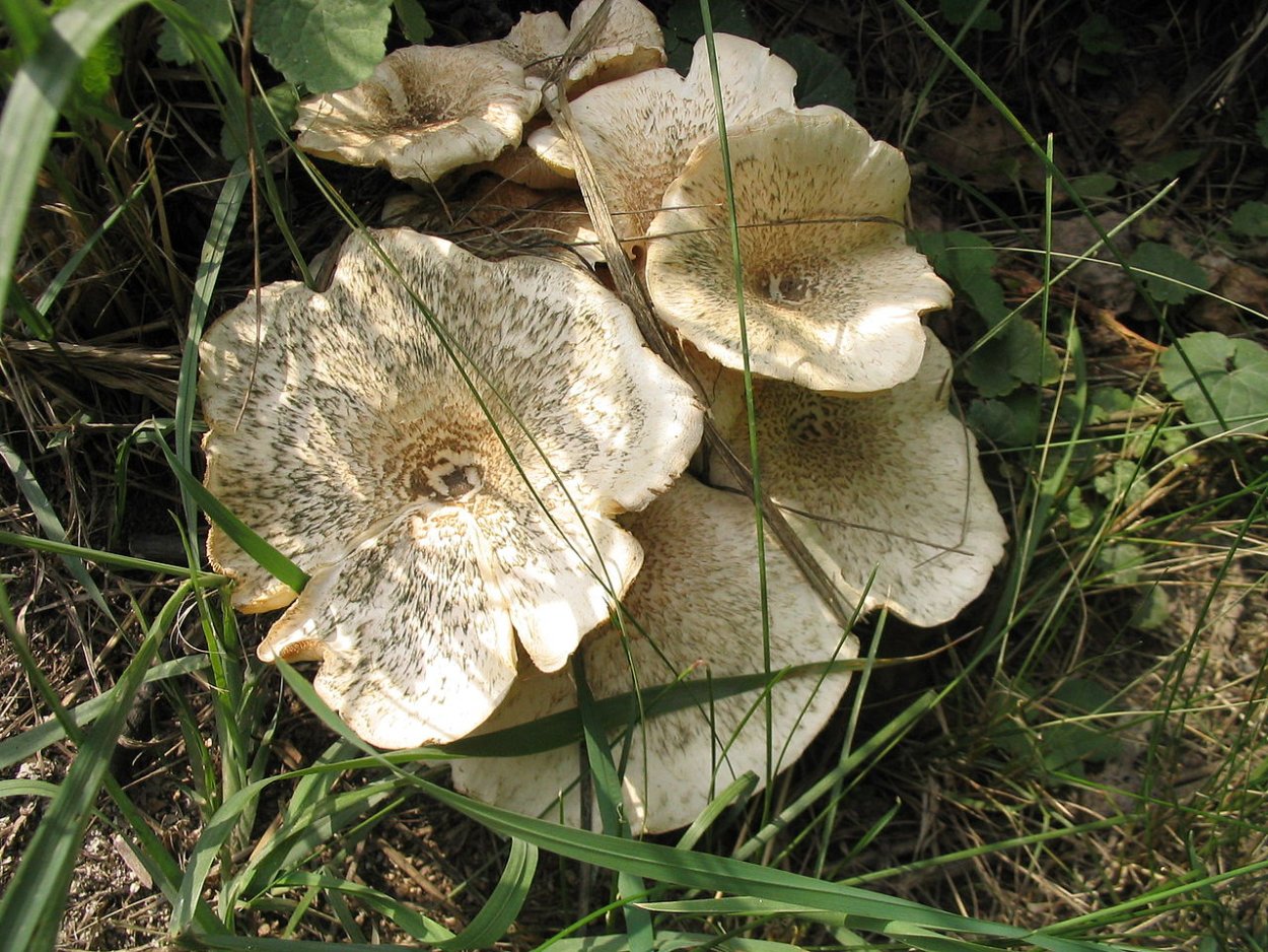 Lentinus cyathiformis