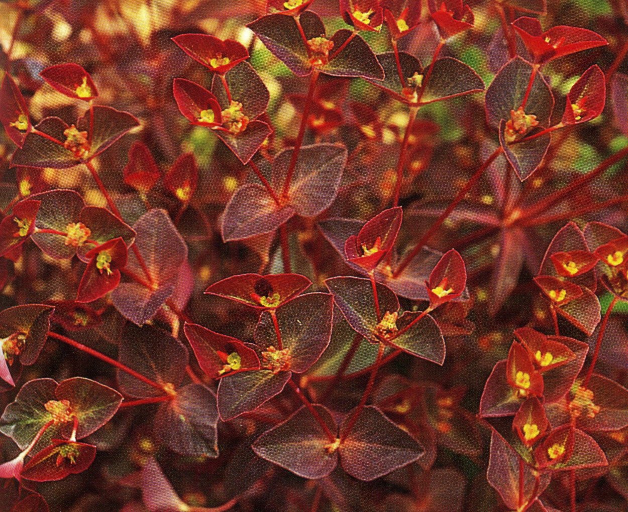 Euphorbia Dulcis 'Chameleon'