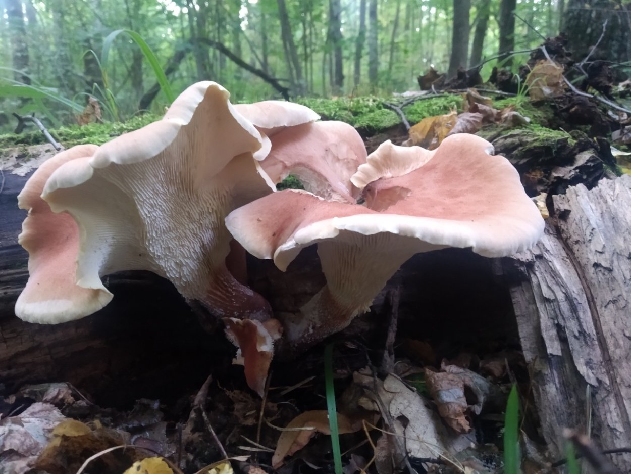 Пилолистник бокаловидный