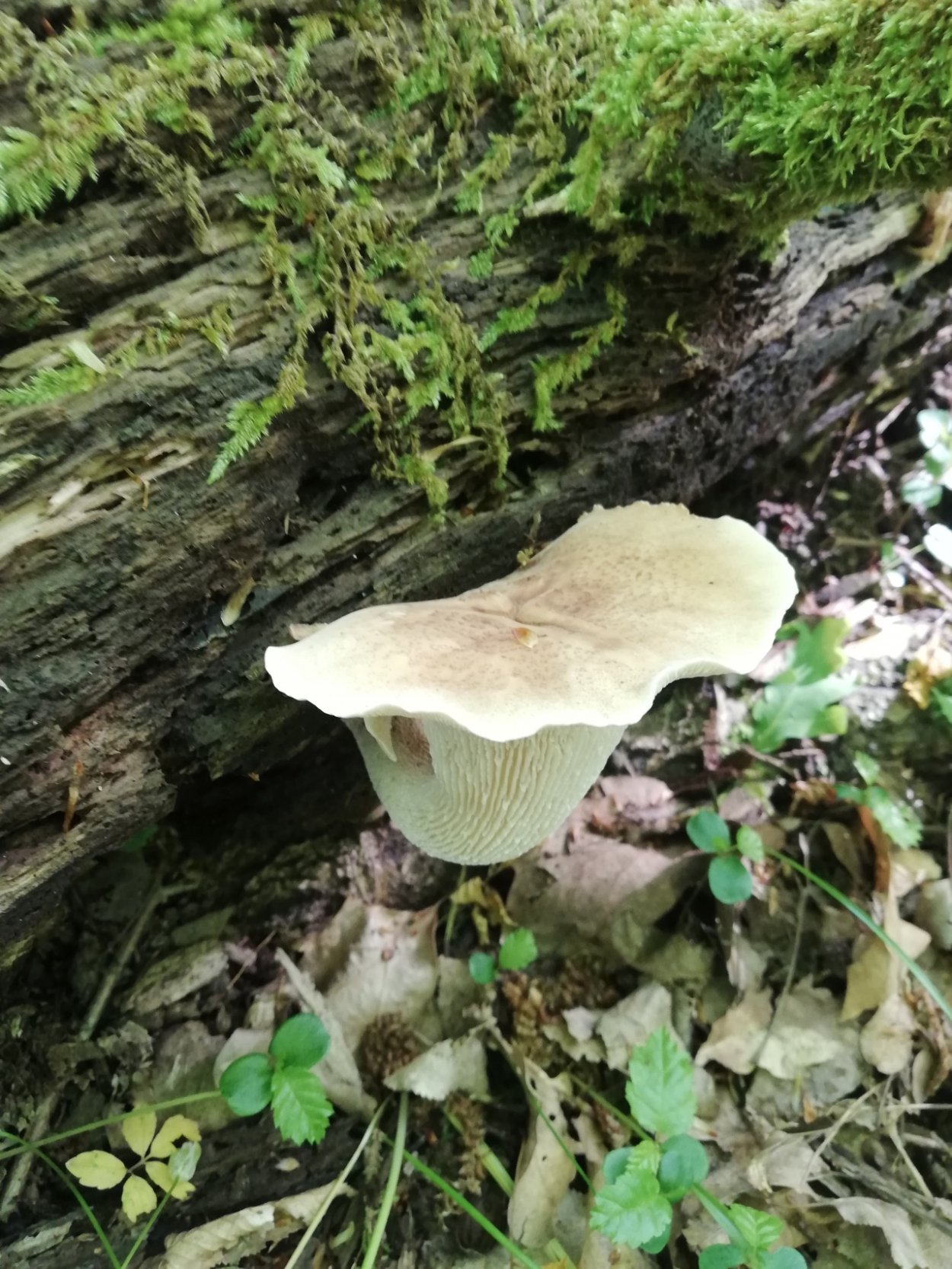 Микоценоз озера