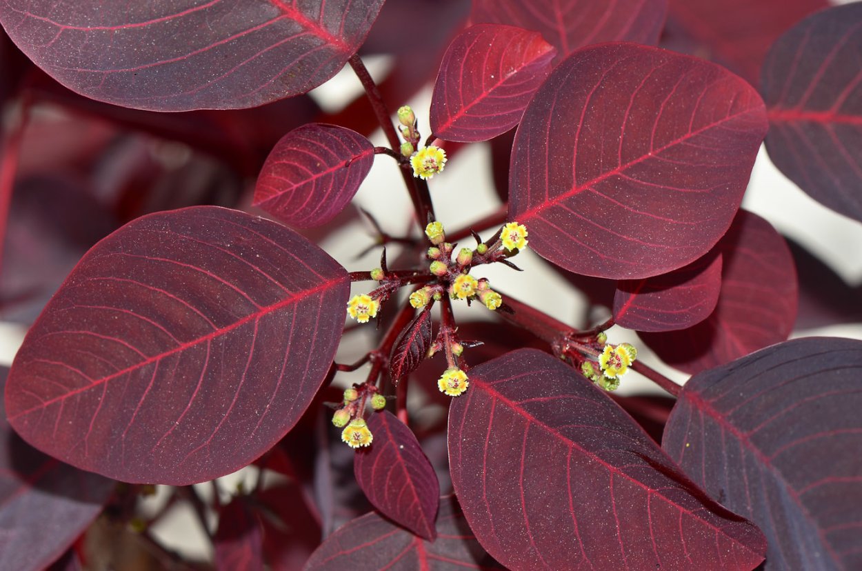 Молочай миндалевидный Ascot Rainbow