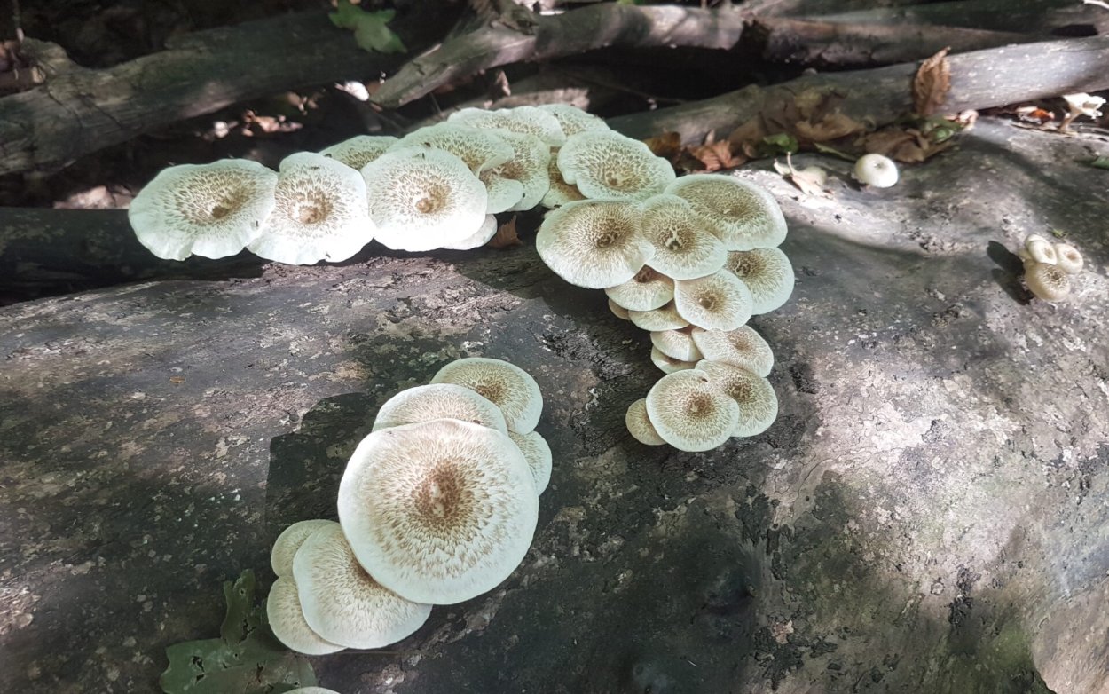 Гриб Cercospora omphalodes