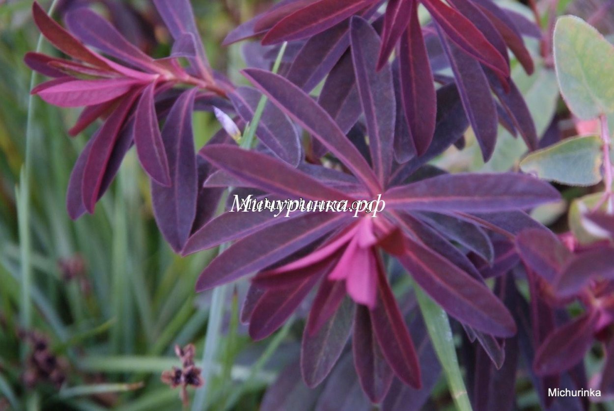 Молочаем многоцветным (Euphorbia polychroma)