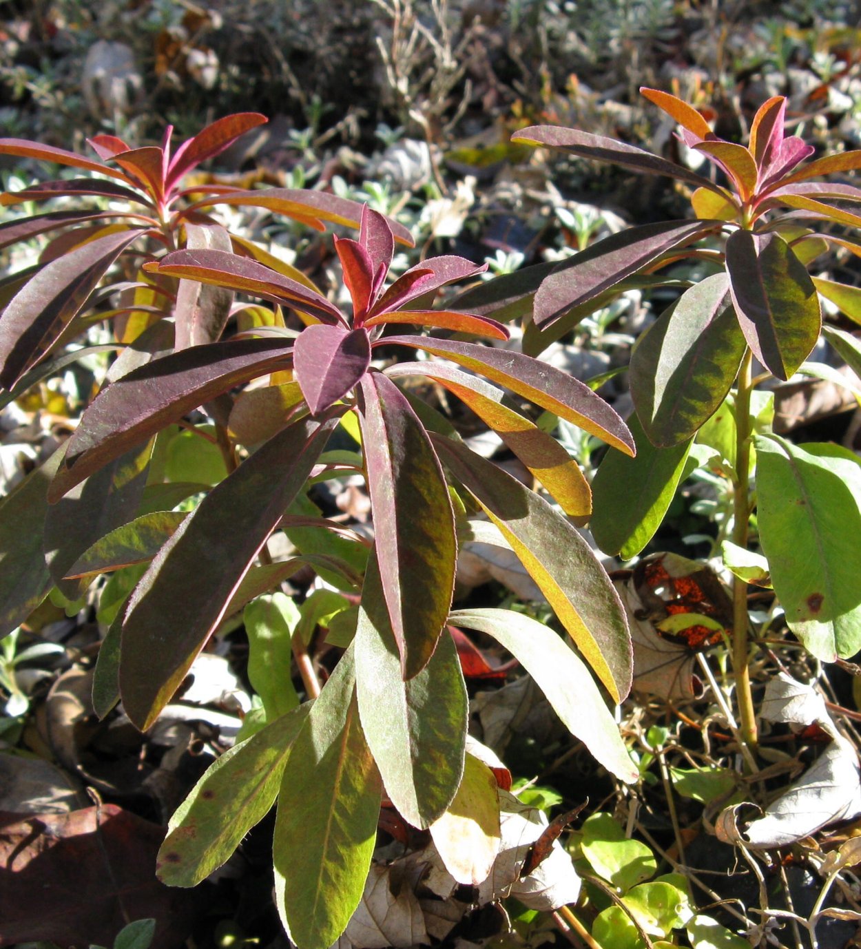 Молочай миндальный Пурпуреа