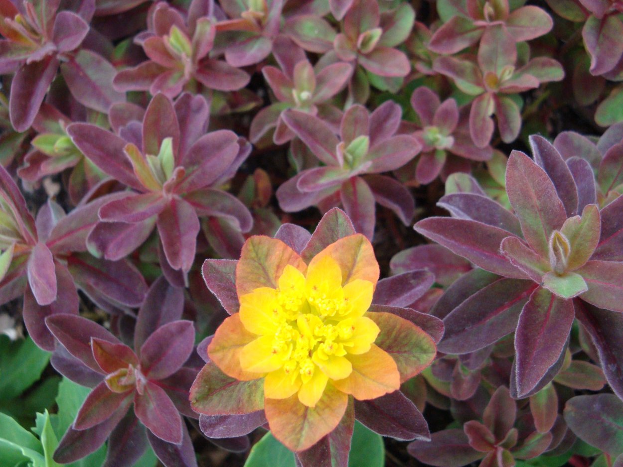 Молочай Ascot Rainbow