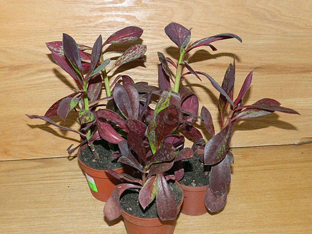 Молочай скумпиелистный