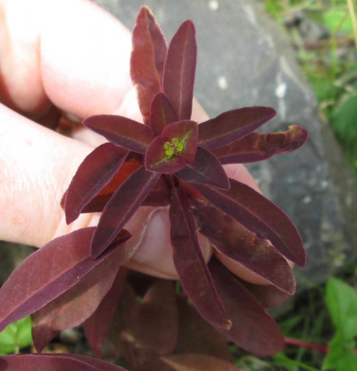 Молочай сладкий хамелеон