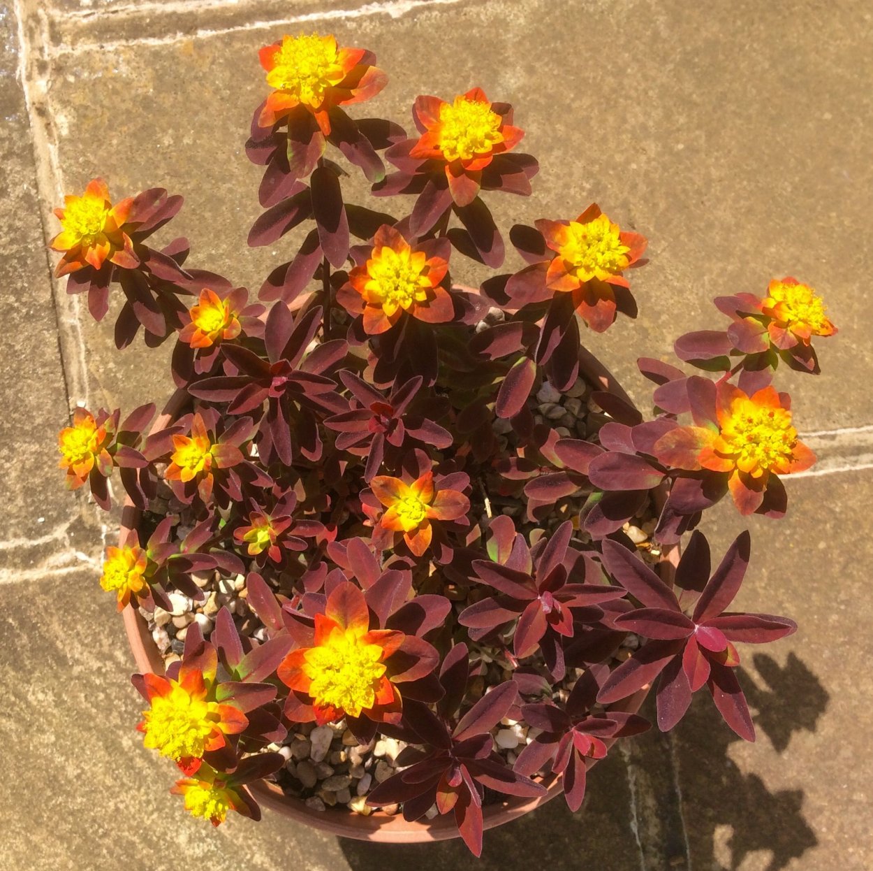 Молочай characias