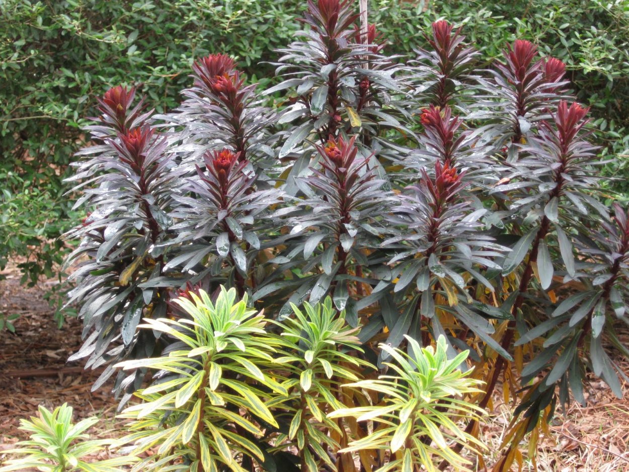 Euphorbia Blackbird