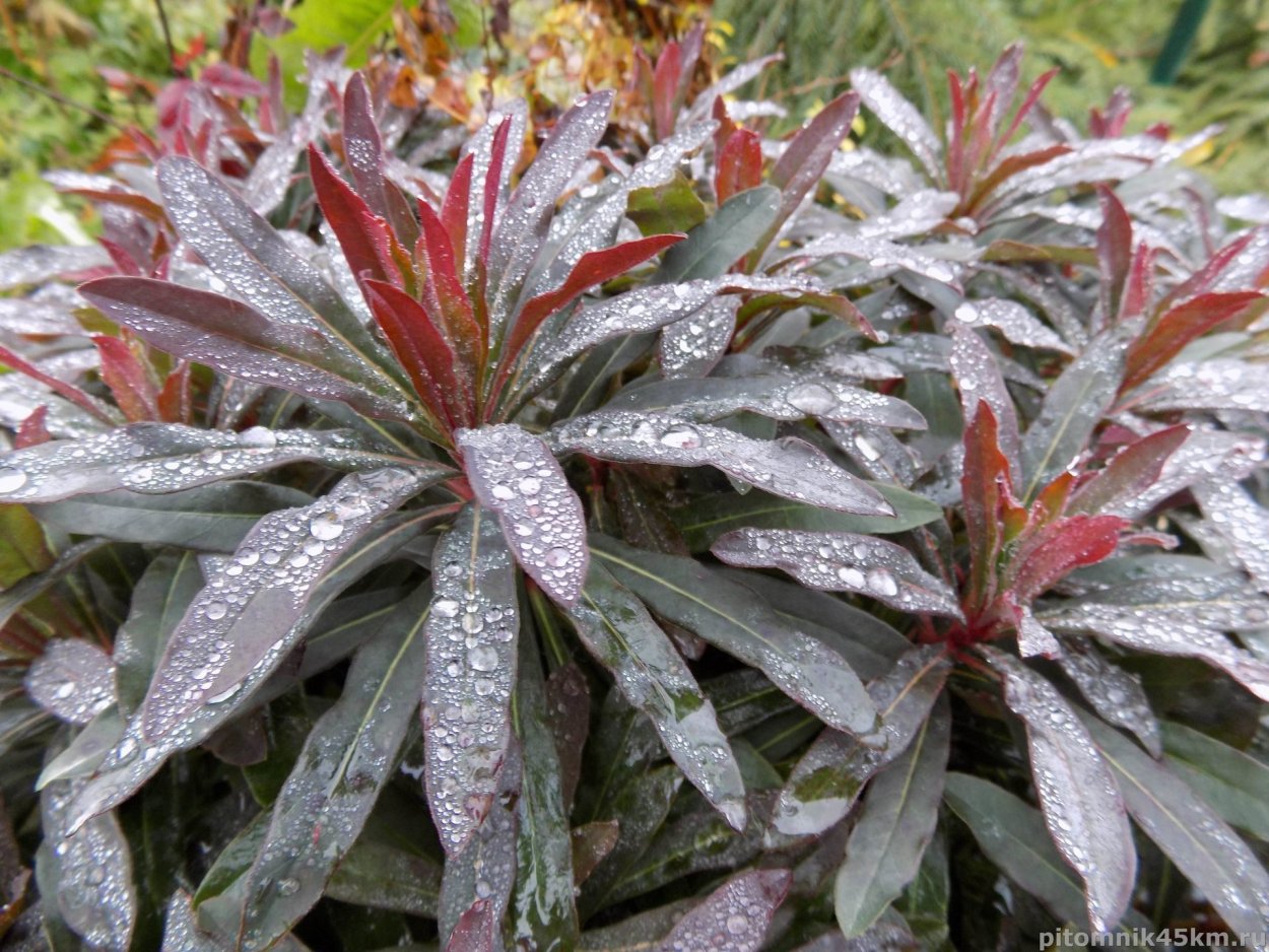 Молочай "Bonfire" (Euphorbia polychroma)