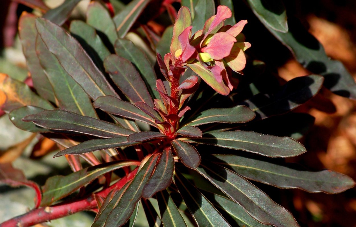 Молочай миндальный (Euphorbia amygdaloides &#96;purpurea&#96;)