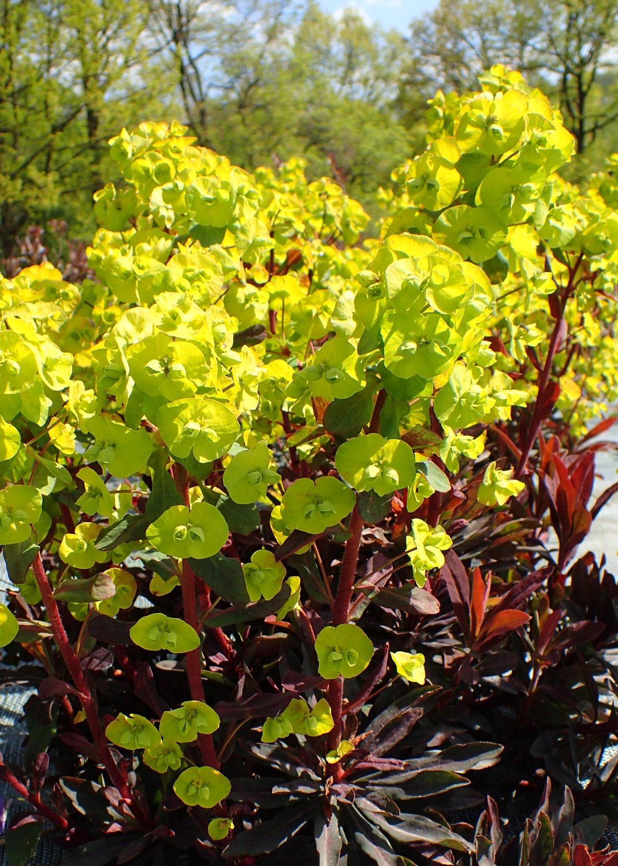 Молочай Пурпуреа