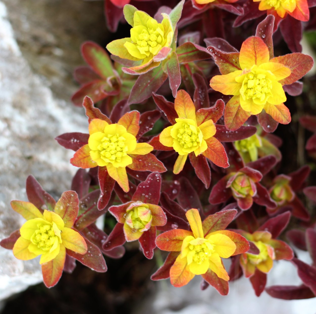 Молочай многоцветковый Bonfire