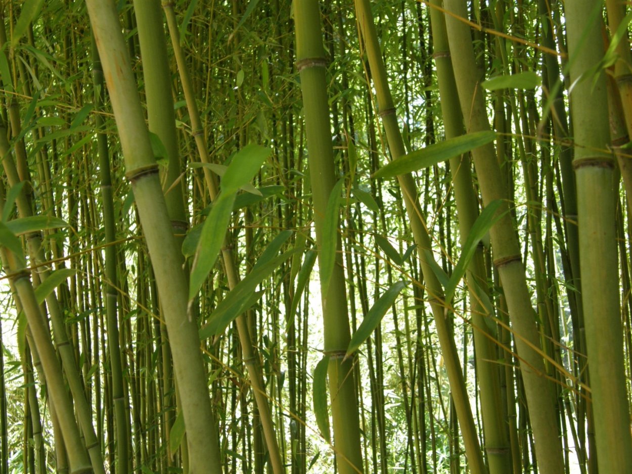 Бамбук листоколосник