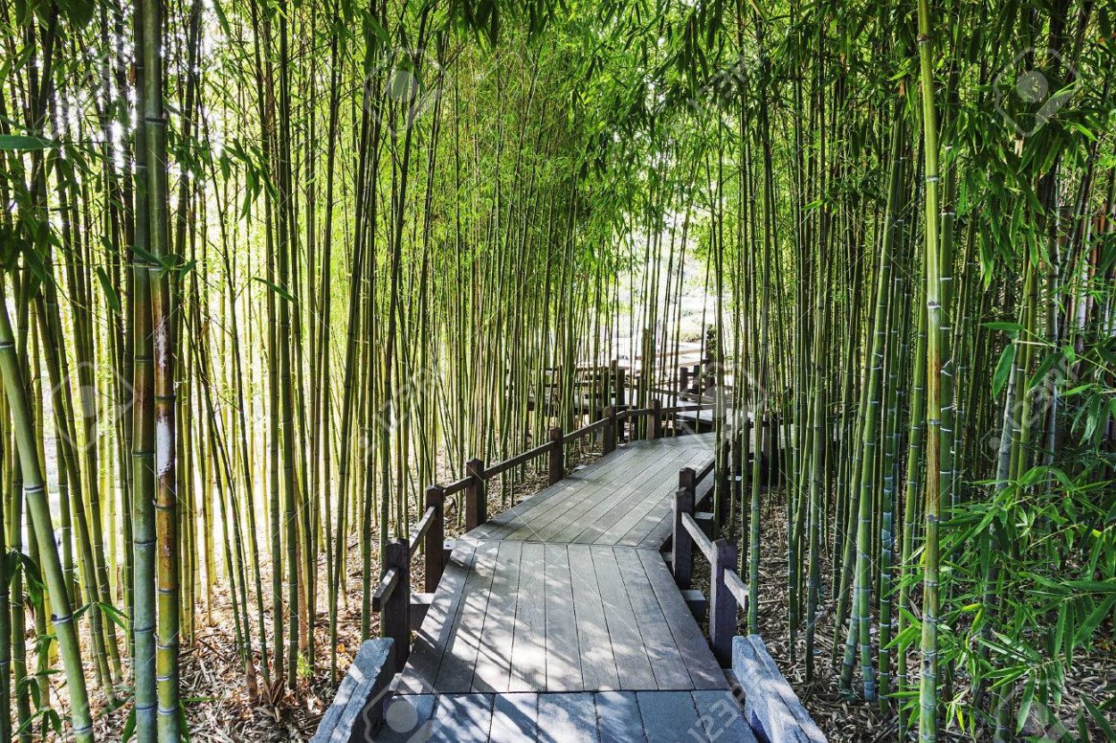 Дендрарием бамбуковый лес