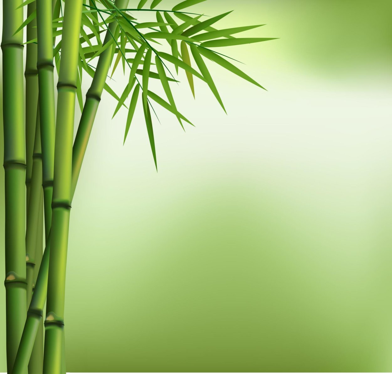 Бамбуковый лес Сагано Япония