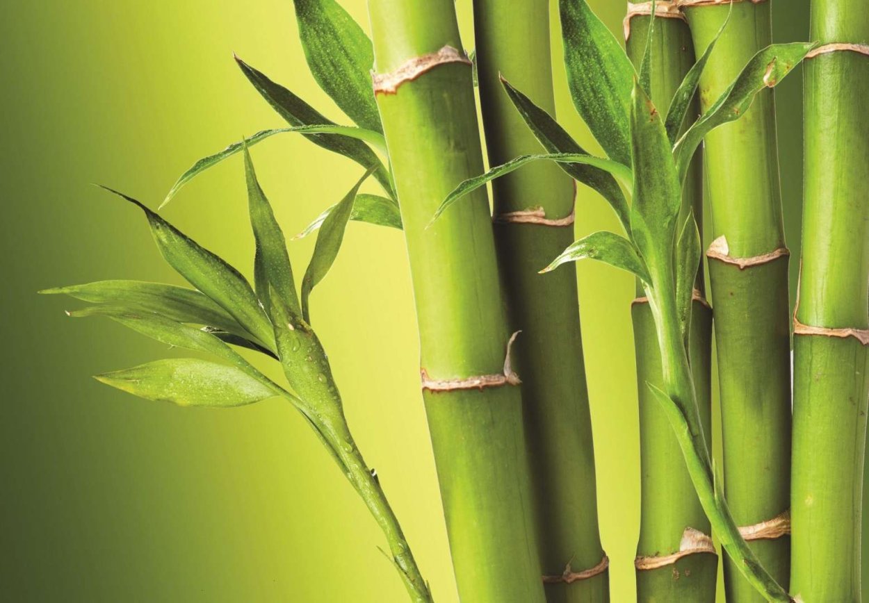 Bambusa arundinacea семена