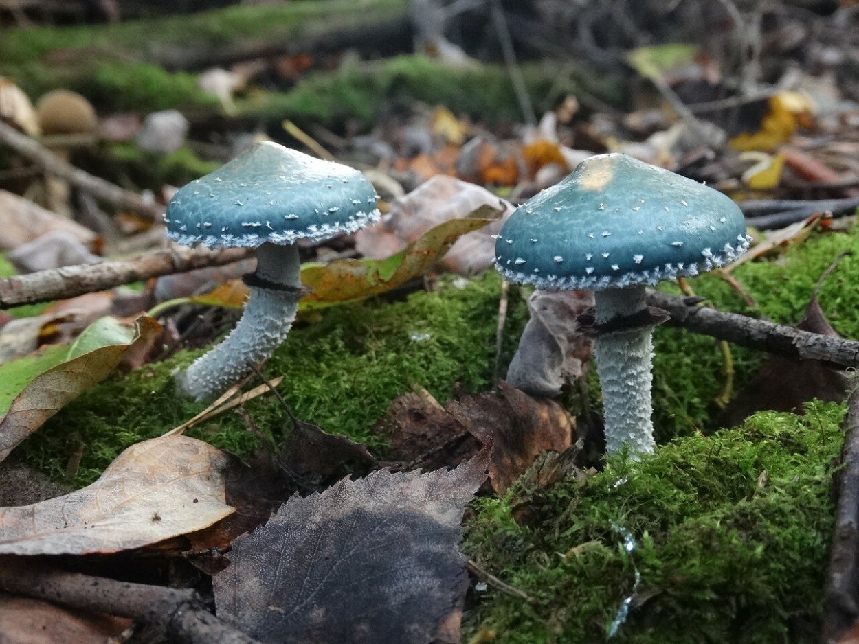 Гриб страфия синезеленая